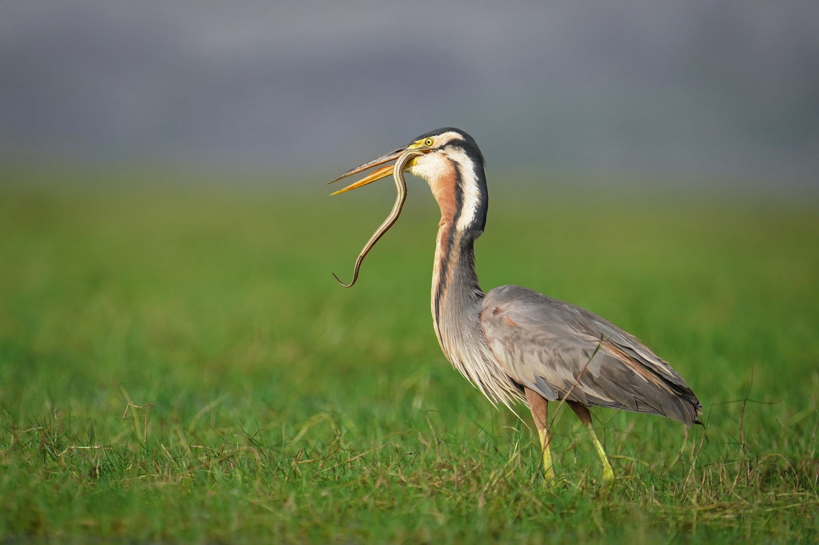 bg_sec_img_IBHRO008_23